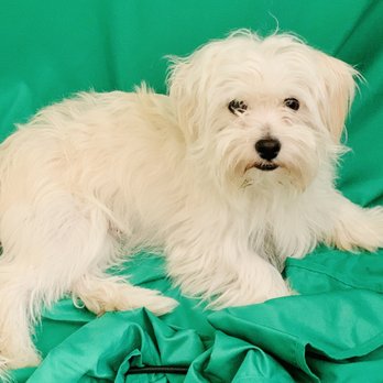 Doggy Daze - Before - Pet Groomers Near Me - Phoenix, Arizona Doggy Daze - Before - Pet Groomers Near Me - Phoenix, Arizona