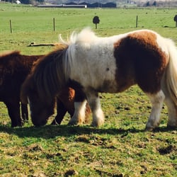 Beech Tree Inn - I want to take them home!