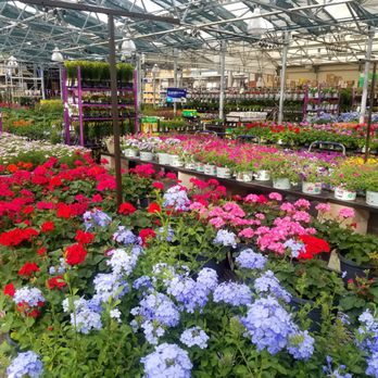 Lowe's Home Improvement - New flowers and plants for Spring - Hardware Stores Near Me - Weslaco, Texas Lowe's Home Improvement - New flowers and plants for Spring - Hardware Stores Near Me - Weslaco, Texas