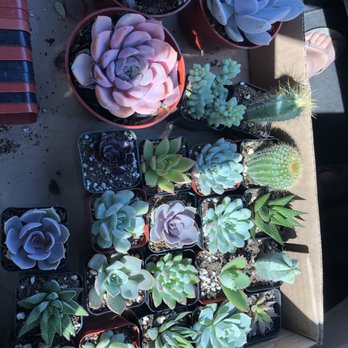 Aeonian Verde Nursery - Nurseries & Gardening Near Me - Bell Gardens, California