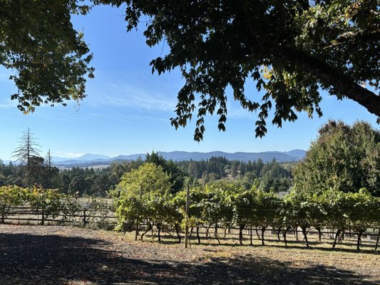 Springhill Cellars Winery (Open May-December) by null