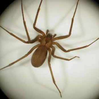 Go Green Pest Control Service - Brown Recluse Spider - Pest Control Near Me - Andover, Kansas Go Green Pest Control Service - Brown Recluse Spider - Pest Control Near Me - Andover, Kansas