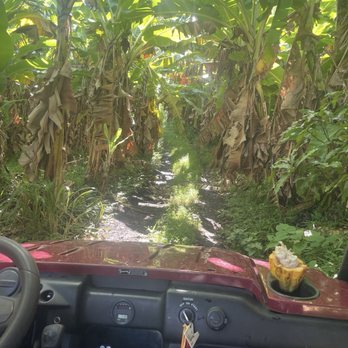Ono Organic Farms - ATV on the massive fruit farm - Fruits & Veggies Near Me - Hana, Hawaii