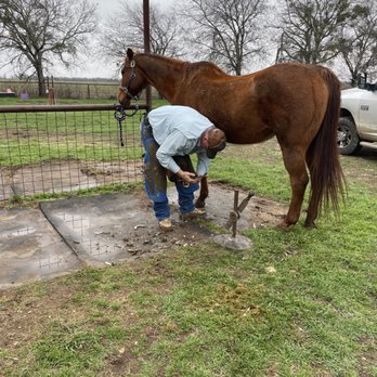 Peaceful Acres TX - Katy getting her feet trimmed - Horseback Riding Near Me - Temple, Texas Peaceful Acres TX - Katy getting her feet trimmed - Horseback Riding Near Me - Temple, Texas