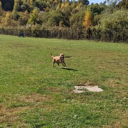 Danbury Dog Park