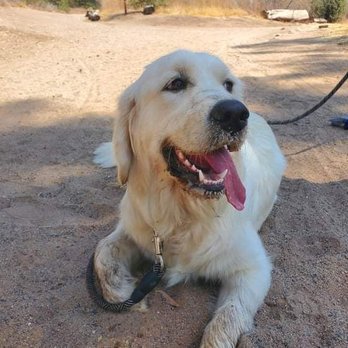 Underdogs Long Beach - Pet Training Near Me