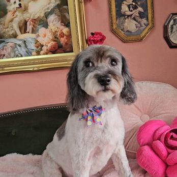 Royalty Pet Spa - Bijou after her royal treatment at Royalty Pet Spa! Lynn is the BEST!!! - Pet Groomers Near Me - San Antonio, Texas Royalty Pet Spa - Bijou after her royal treatment at Royalty Pet Spa! Lynn is the BEST!!! - Pet Groomers Near Me - San Antonio, Texas