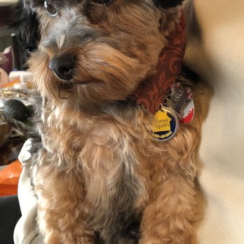 Cut N Cuddle - Pet Groomers Near Me - Crystal Lake, Illinois