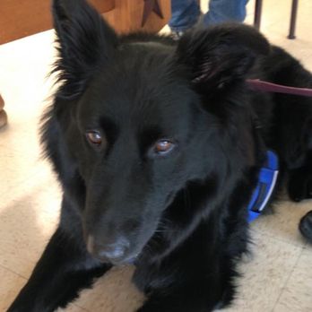 Shaffer Veterinary Hospital - My girl! - Veterinarians Near Me - Crowley, Texas Shaffer Veterinary Hospital - My girl! - Veterinarians Near Me - Crowley, Texas