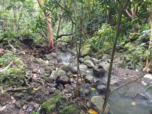 Kuli'ou'ou Valley Trail by null