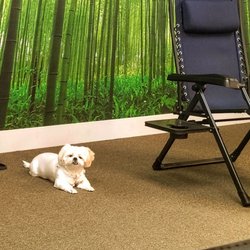 Our dog, Pixel is waiting while daddy has a massage.