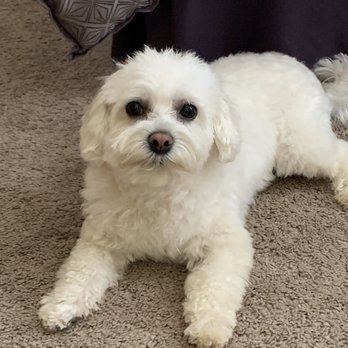 Wiggle Butts - LuLu - Pet Groomers Near Me - Naperville, Illinois Wiggle Butts - LuLu - Pet Groomers Near Me - Naperville, Illinois