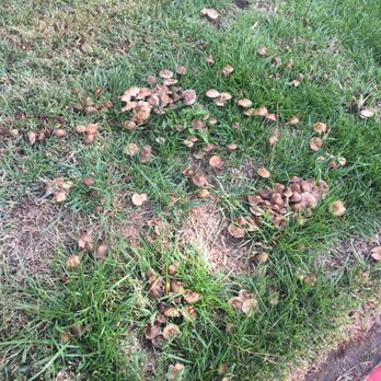 Edgewater Isle Apartments & Townhomes - Fungus mushrooms growing from bad landscaping - Apartments Near Me - Hanford, California