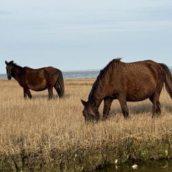 Cowboy Cruise Company