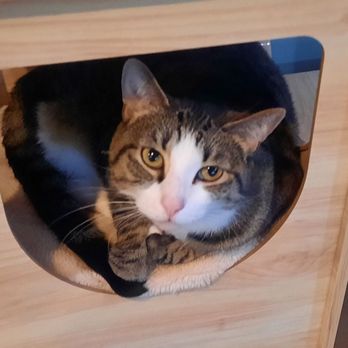 The Catio Cat Lounge - Pet Adoption Near Me - Nashville, Tennessee