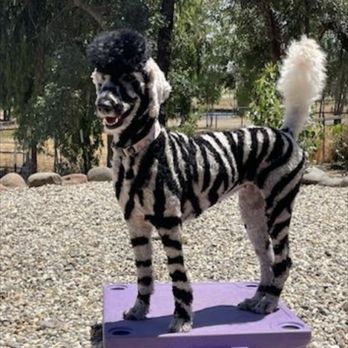 The Dog Shop - Pet Groomers Near Me - springfield, Illinois