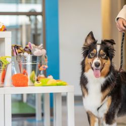 Meadowlake Pet Resort - 288 South