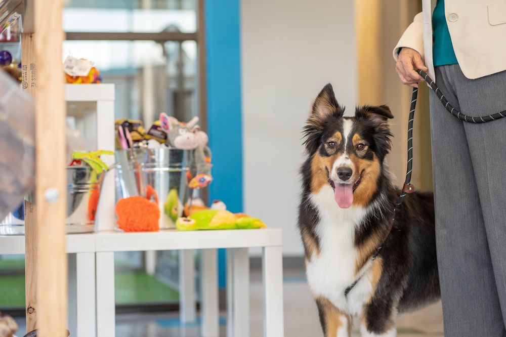 MEADOWLAKE PET RESORT & TRAINING CENTER Updated May 2024 70 Photos