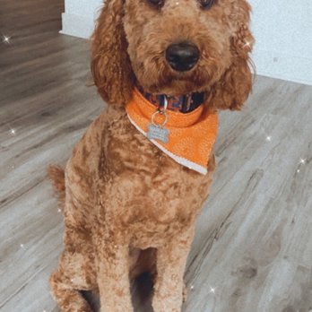 Pampered Paws - Sweet Marley got a haircut!! - Pet Groomers Near Me - Denver, Colorado Pampered Paws - Sweet Marley got a haircut!! - Pet Groomers Near Me - Denver, Colorado
