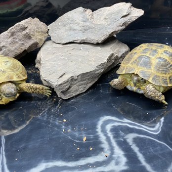 People's Pets - Russian Tortoise - Pet Stores Near Me - Philadelphia, Pennsylvania People's Pets - Russian Tortoise - Pet Stores Near Me - Philadelphia, Pennsylvania