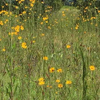 Pepper Ranch Preserve - Wild sunflowers - Parks Near Me - Immokalee, Florida Pepper Ranch Preserve - Wild sunflowers - Parks Near Me - Immokalee, Florida