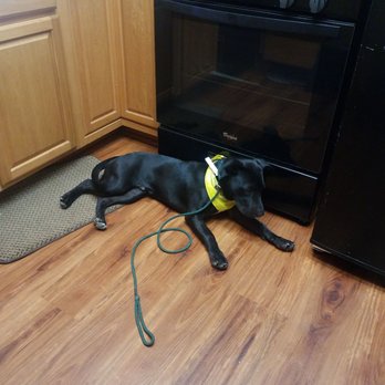 Ruff House Pet Resort - I don't want him to be running around and it's not time for his alone time.  I have him in here with me and he is just relaxing. - Pet Training Near Me - Riverside, California