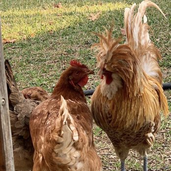 Wes's Pets & Feeds - Padovan rooster - Pet Stores Near Me - El Monte, California