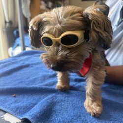 5 Direction Integrative Veterinary Care