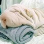 Photo of Pup Hut Small Dog Grooming