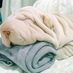 Pup Hut Small Dog Grooming