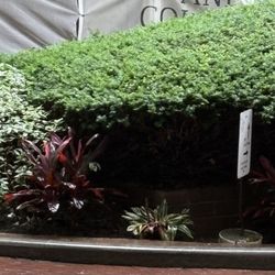 Interior Foliage Design - Huge bushes. Posted with review 06/17/25