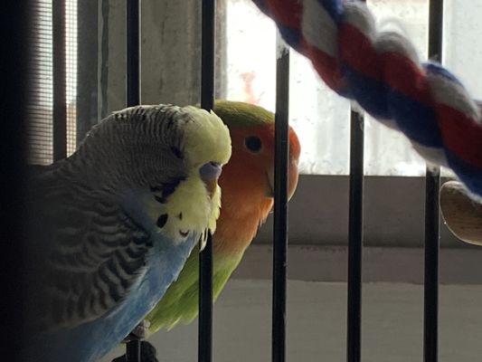 Canoga Discount Birds by null