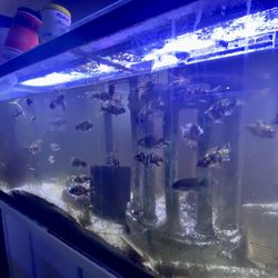 The Aquarium Boutique