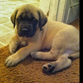 PetSmart Dog Training - Had to buy a couple thing for my new English bullmastiff puppy - Pet Training Near Me - Belton, Missouri