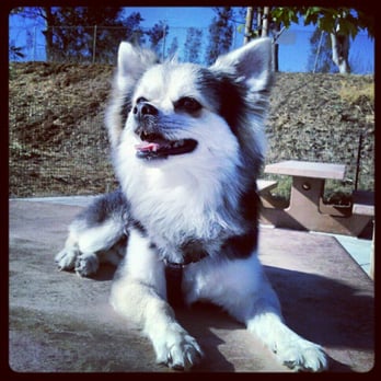 Top Dog Walking Services - Rocky at the dog park with Bogey - Dog Walkers Near Me Top Dog Walking Services - Rocky at the dog park with Bogey - Dog Walkers Near Me