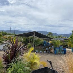 They have all kinds of people plants available to select from. They have all kinds of people plants available to select from.