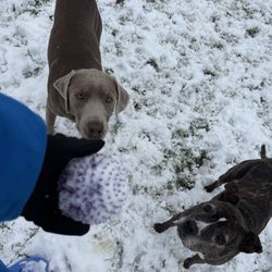 petCINC - Company owner Edward Randy Reese III takes photo with canine clients excited for ball throw in homenpet sitting appointment