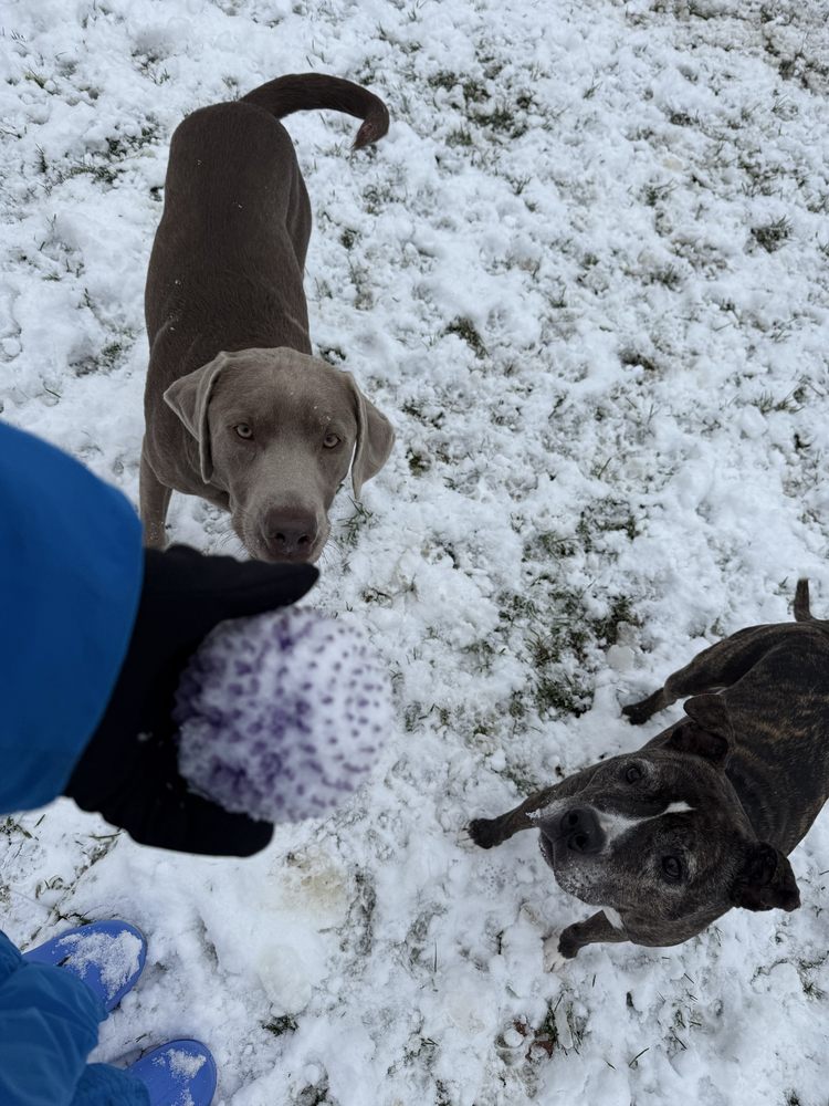 petCINC - pet boarding facility in Cincinnati, OH