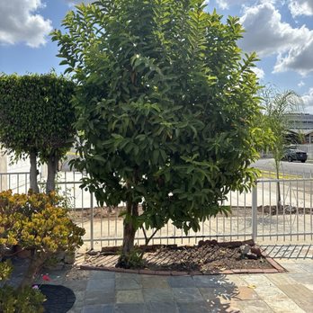 One Day Tree service - Guava tree that's needed to be removed. We were ok with this since we have another guava tree on the opposite side of our front yard. - Tree Services Near Me - Los Angeles, California One Day Tree service - Guava tree that's needed to be removed. We were ok with this since we have another guava tree on the opposite side of our front yard. - Tree Services Near Me - Los Angeles, California