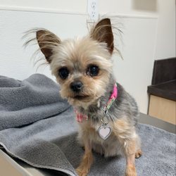 Nebo Animal Clinic - My 13yr old Girl
