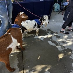 UC Davis School of Veterinary Medicine - Welcome to this side of Davis.
