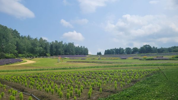 Takino Suzuran Hillside Park by null