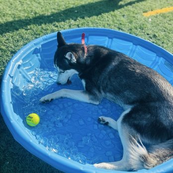 Crate Escapes Dog Park + Bar - Dog Parks Near Me - Westfield, Indiana Crate Escapes Dog Park + Bar - Dog Parks Near Me - Westfield, Indiana
