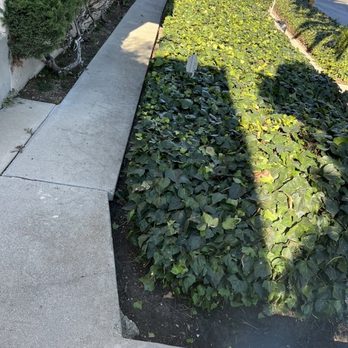 LJ’S Landscaping - Ivy bush, sidewalk cleanup - Landscaping Near Me