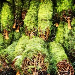 Old Man Granicy's Christmas Tree Lot