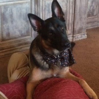 The Washed Paw - Kosmo loves Susan and The Washed Paw!! - Pet Groomers Near Me