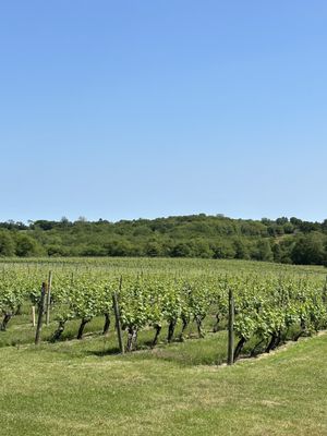 Stonington Vineyards by null