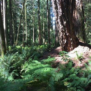 Minnekhada Regional Park - The Fern Trail. - Hiking Near Me - Coquitlam, British Columbia
