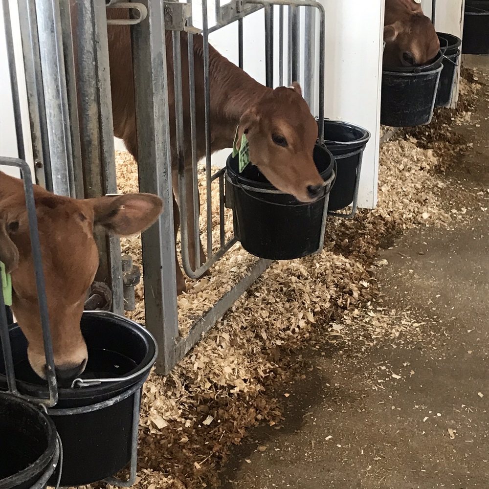 High Lawn Farm - Specialty Food Near Me - Lee, Massachusetts High Lawn Farm - Specialty Food Near Me - Lee, Massachusetts
