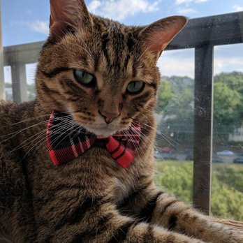 Pet Sitting 4 Comfort - Look at Tigger, looking so dapper after a grooming session. And nail cutting. - Pet Sitting Near Me - Arlington, Virginia Pet Sitting 4 Comfort - Look at Tigger, looking so dapper after a grooming session. And nail cutting. - Pet Sitting Near Me - Arlington, Virginia